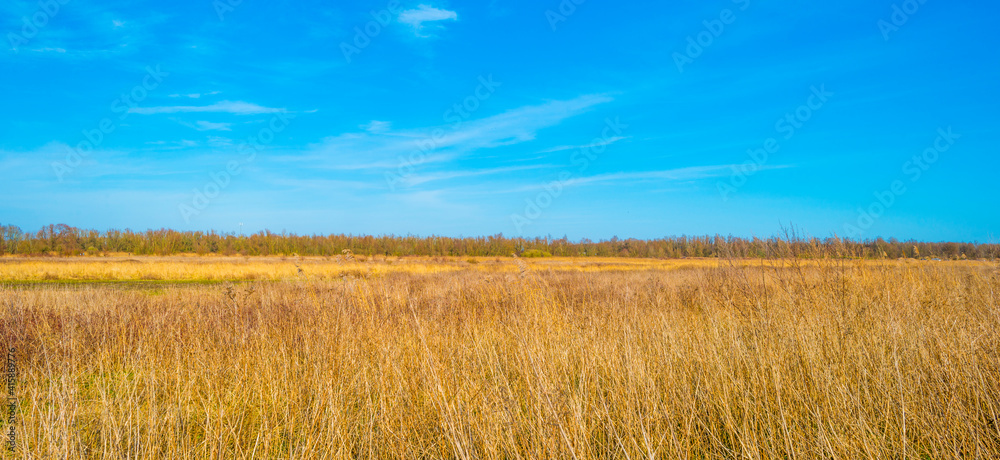 Field with reed, bushes and trees in wetland under a blue cloudy sky in sunlight in winter, Almere, Flevoland, The Netherlands, February 21, 2021 Field with reed, bushes and trees in wetland under a blue cloudy sky in sunlight in winter, Almere, Flevoland, The Netherlands, February 21, 2021