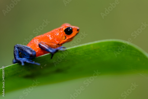 Tiny Strawberry Poison-dart Frog (Oophaga Pumilio) with black eye, red and blue skin with black spots. Ready to jump from a green leave and a blurred background in the rainforest