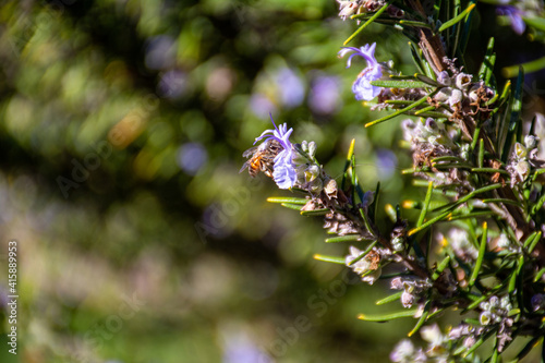 Honey Bee on Rosemary Flower in Garden