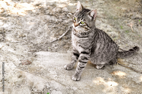 Close up portrait of young gray striped cat outdoors. Household pet, green eyes. © Caterina Trimarchi