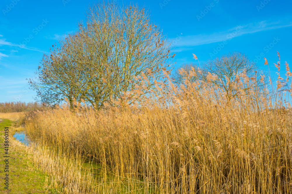 Field with reed, bushes and trees in wetland under a blue cloudy sky in sunlight in winter, Almere, Flevoland, The Netherlands, February 21, 2021