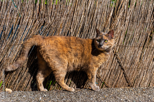 A young and beautiful domestic cat on a street in a French village