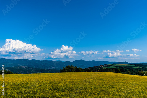 A yellow wheat field in the French Alps mountains in summer