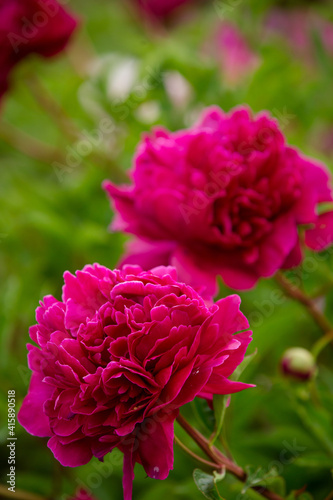 Close up of deep pink rose blossom