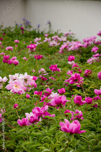 Rows of beautiful spring rose blossoms in garden