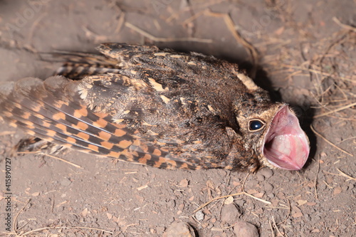 night bird in the sand
