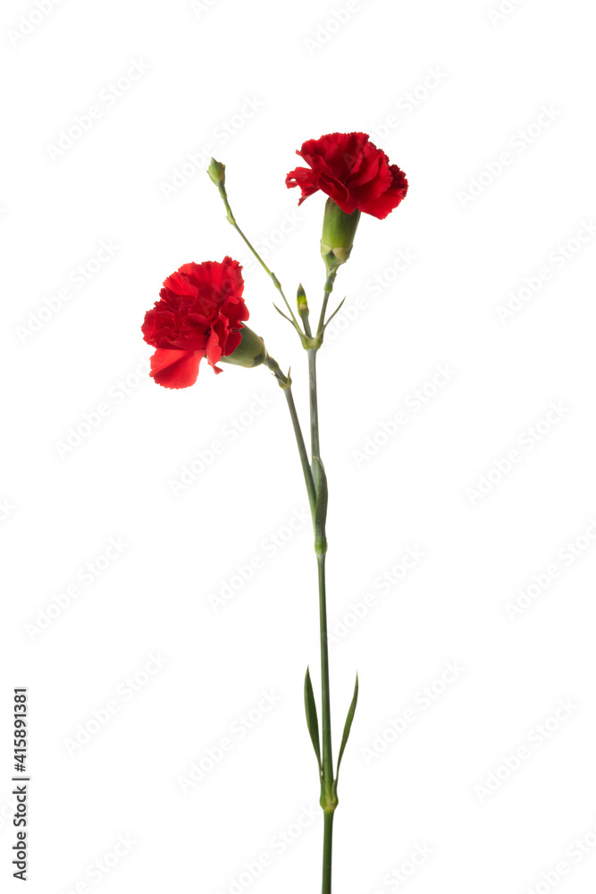 Beautiful red carnation flowers isolated on white background