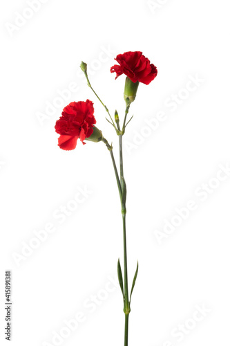 Beautiful red carnation flowers isolated on white background