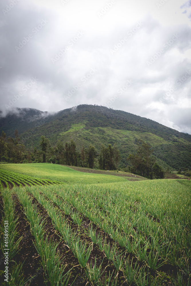Image of a long onion crop in Tenerife, El cerrito Valle del Cauca Colombia. The Colombian Andes. Image of a long onion crop in Tenerife, El cerrito Valle del Cauca Colombia. The Colombian Andes.