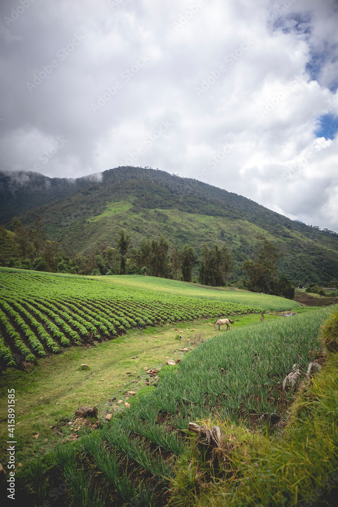 Image of a long onion crop in Tenerife, El cerrito Valle del Cauca Colombia. The Colombian Andes.