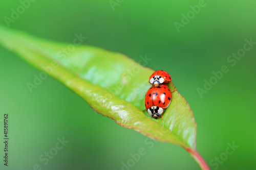 Two ladybugs mate in nature, North China © zhang yongxin