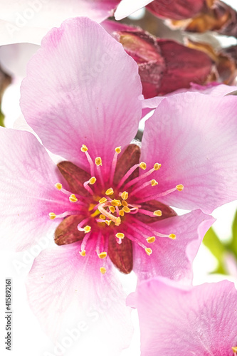 flor primaveral