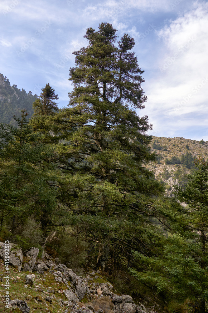 Obraz premium Pinsapos forest (Abies Pinsapo) in the Yunquera fir forest of the Sierra de las Nieves national park in Malaga. Spain