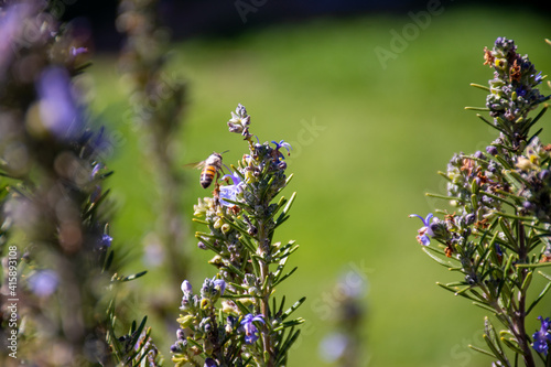 Honey Bee on Rosemary Flower in Garden