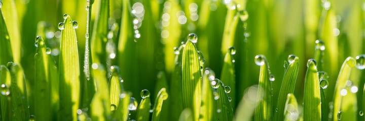 Acrylglasbilder Gras Tautropfen auf Frühlingsgras im Sonnenlicht  © Serenkonata