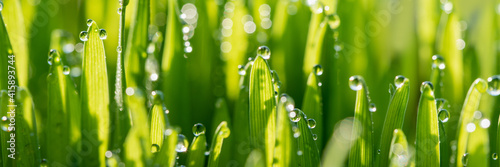 Wet spring green grass backround with dew lawn natural. beautiful water drop sparkle in sun on leaf in sunlight, image of purity and freshness of nature, copy space. macro. shallow DOF. panorama