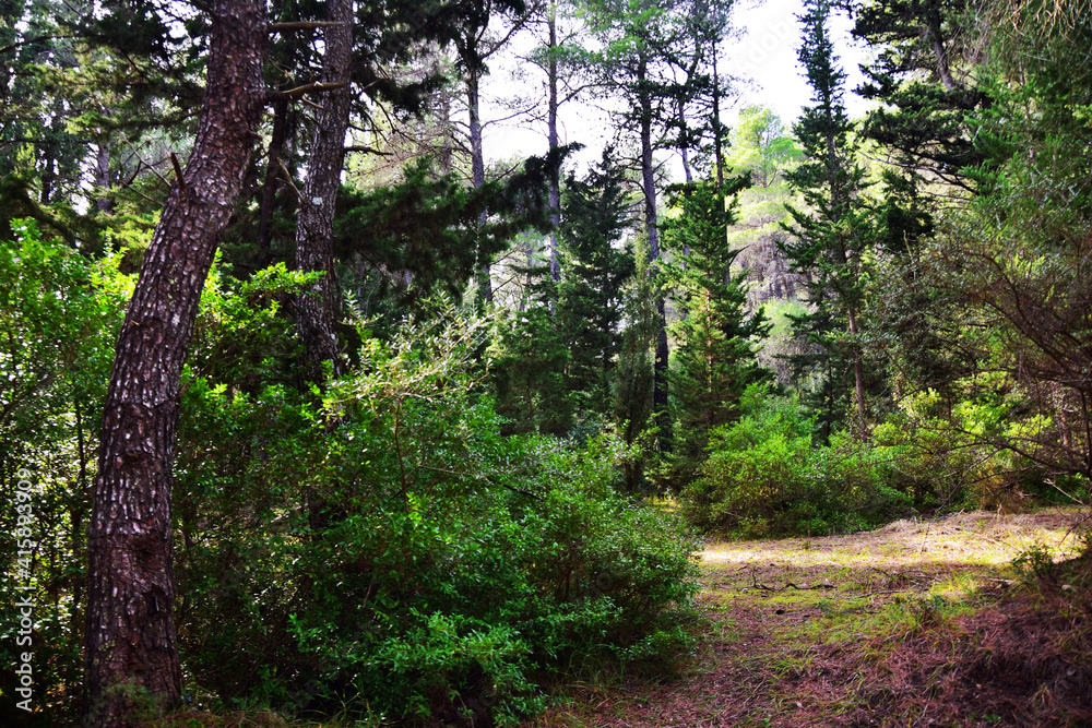 Obraz premium The mediterranean evergreen hard-leaved forest
