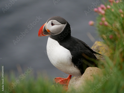 Atlantic Puffin in Iceland © ways...