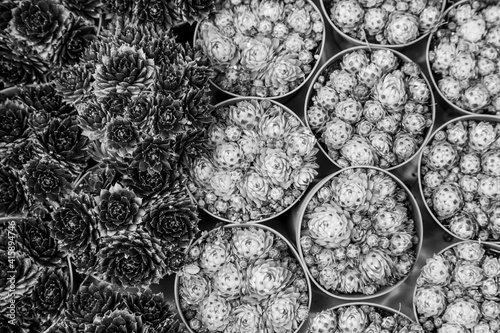 Europe, Netherlands, Amsterdam. B&W close-up of succulents. photo