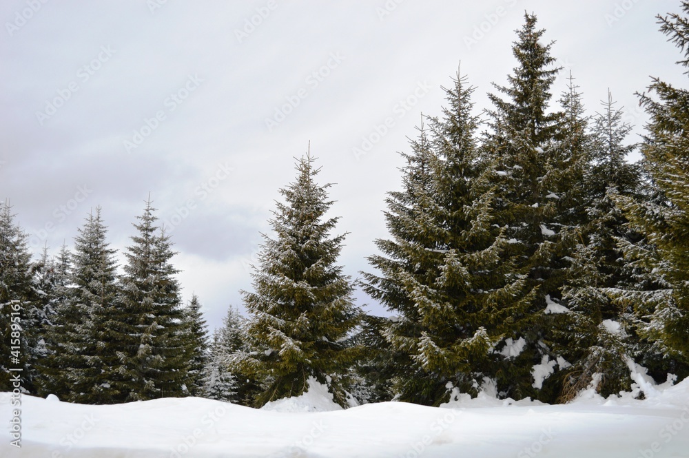 green fir trees on the mountain in the snow