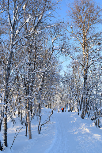 Snow covered trees