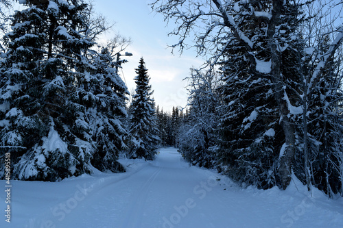 winter forest in the snow