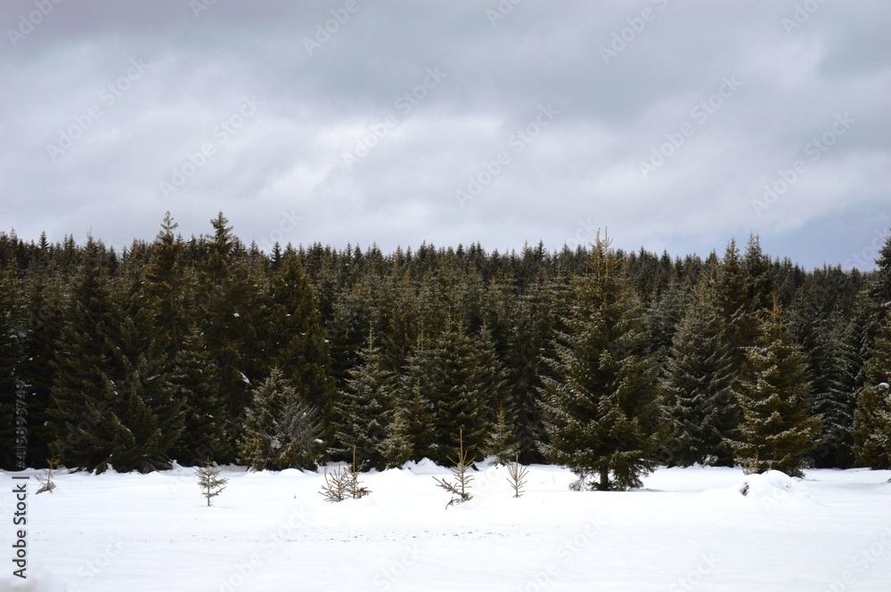 green fir trees in the snow in winter green fir trees in the snow in winter