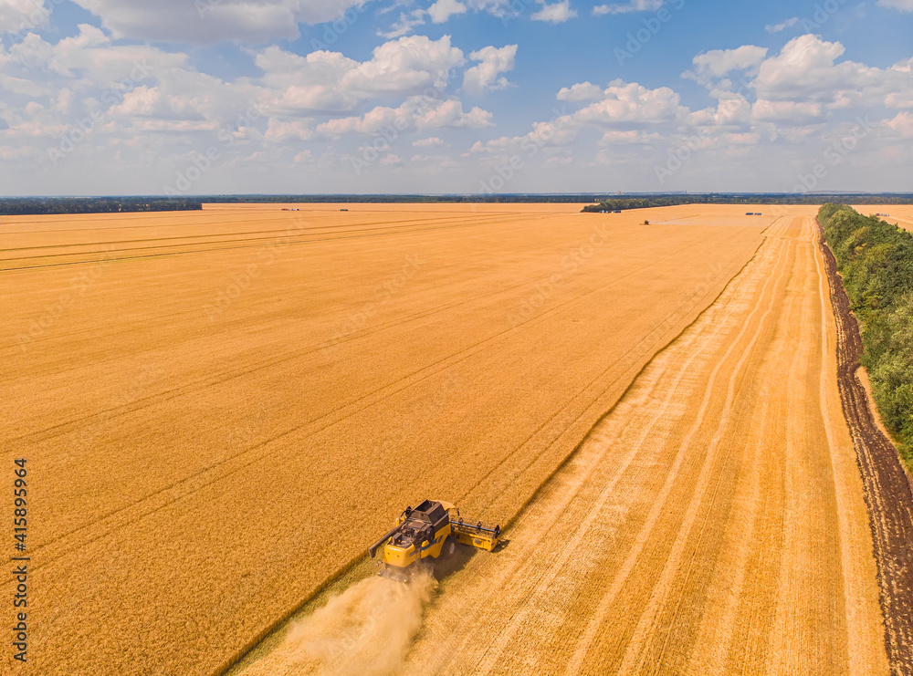 Obraz premium Combine harvester on the field of wheat. Perfect summer view from flying drone of harvesting wheat on sunset.