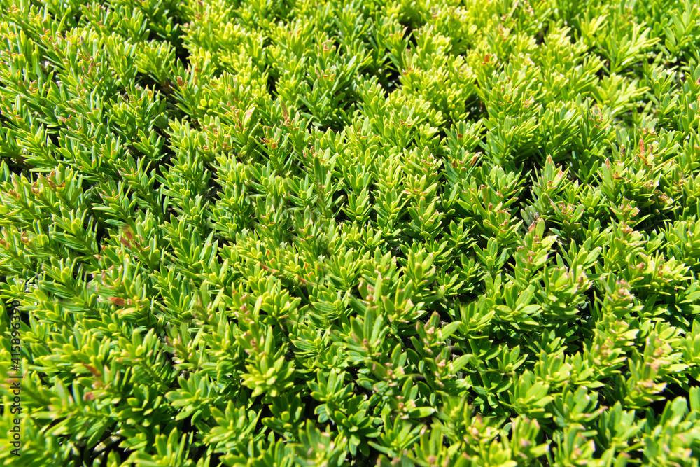 Green grass background. Green grass background.