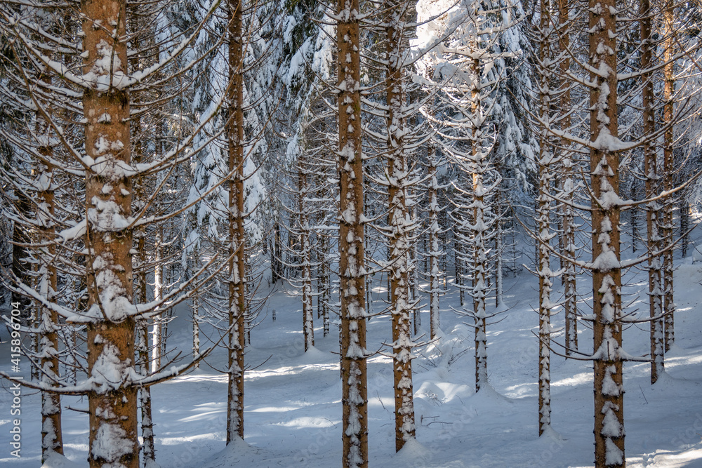 Fototapeta premium Forêt du Jura en hiver