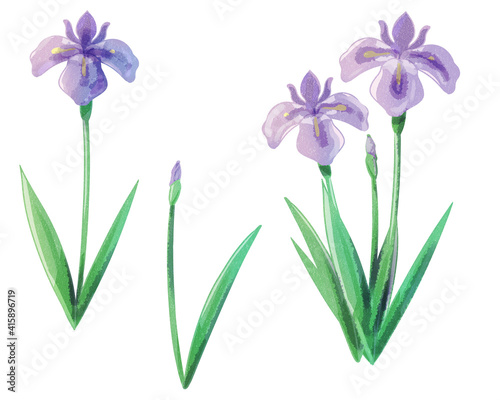 菖蒲　紫　水彩風