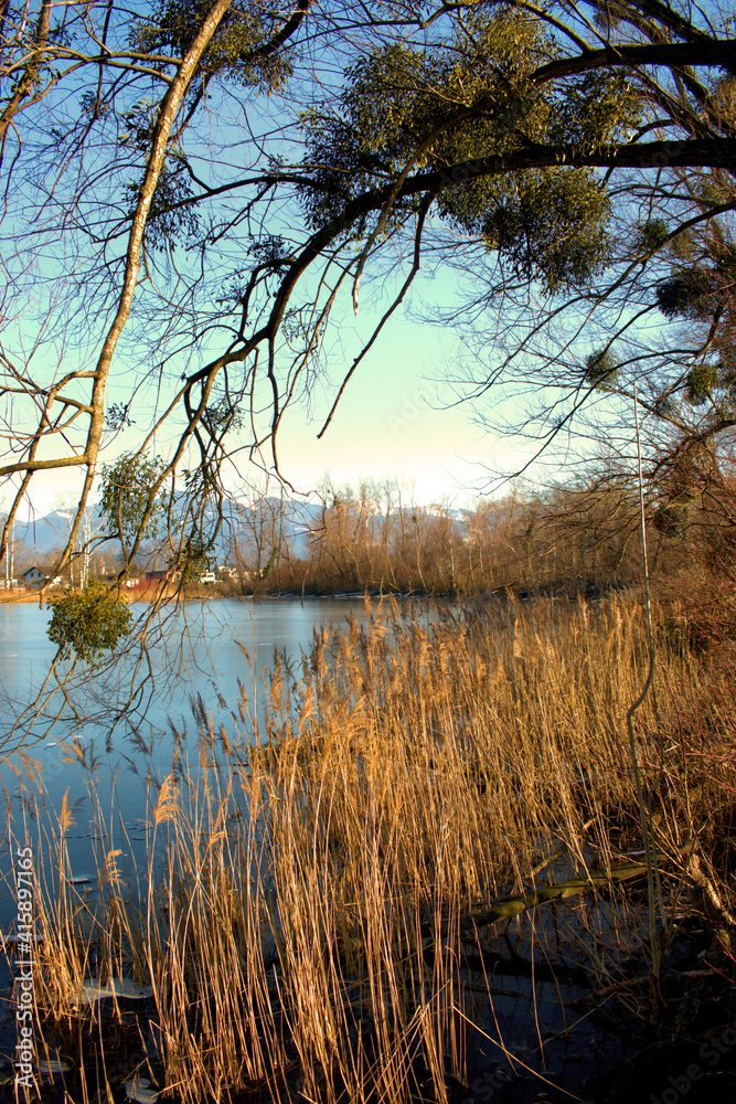 Obraz premium Lovely view over a lake in Oberriet in Switzerland 11.1.2021