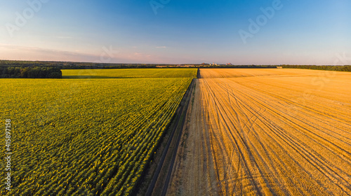 Fotografi Colorful farm fields from above. Sunflower, wheat, rye and corn