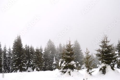 Christmas trees in the snow on the mountain