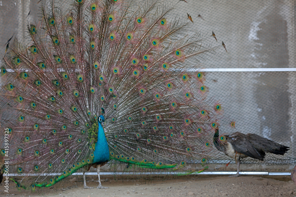 Fototapeta premium peacock flaunting its tail in a zoo, North China