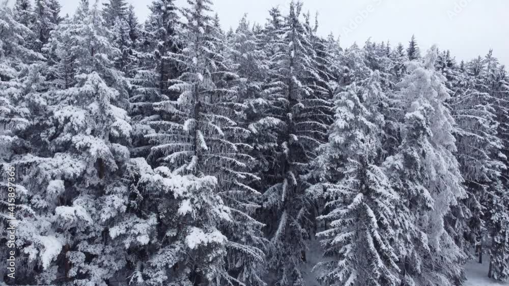 snow covered trees in the forest snow covered trees in the forest