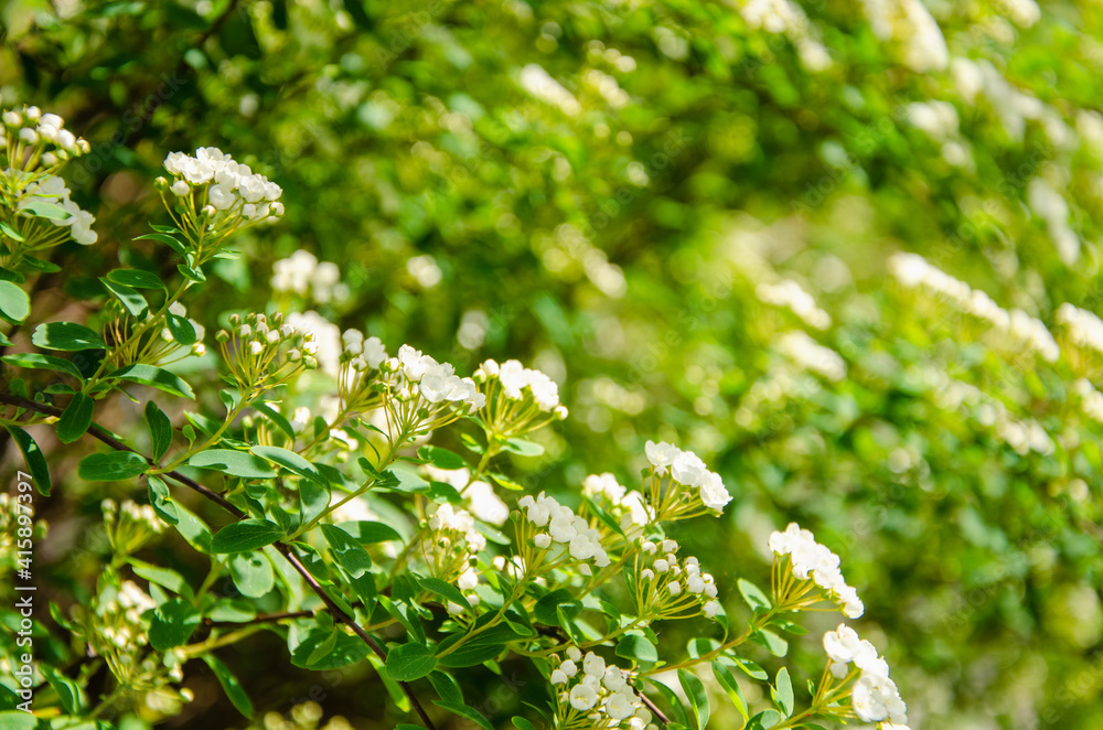 White flowers of spiraea nipponica spring background White flowers of spiraea nipponica spring background