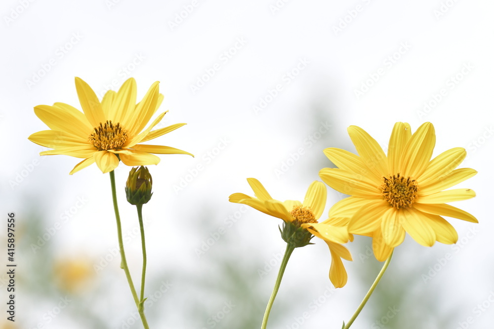 Tanti fiori gialli 