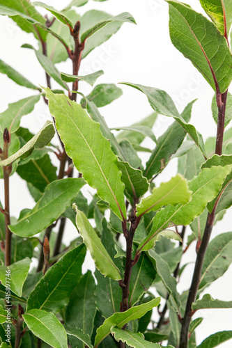 Close up view of the Laurel  Laurus nobilis  plant on a white background
