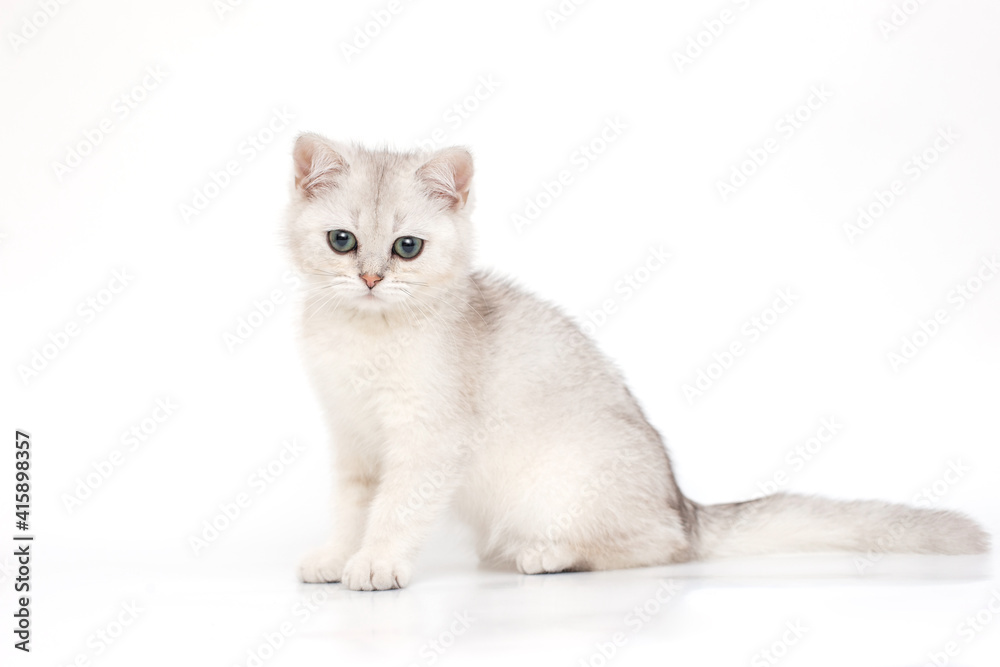 White beautiful kitten of British breed sits on a white background.