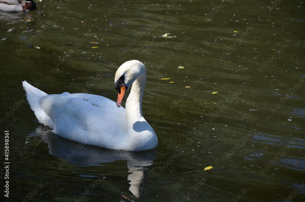 Fototapeta premium Old town of Marburg, Germany