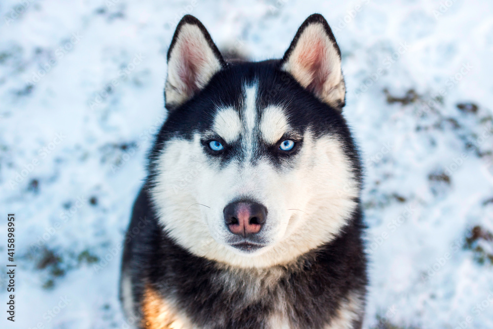 Muzzle of Siberian Husky dog on snow background on bright sunny day. Siberian Husky dog black and white colour with blue eyes