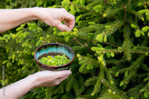 Close up view of woman person hand picking fresh young spruce tree (Picea abies) shoots tips for food outdoors in spring. photo