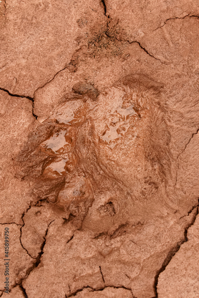 Polar bear footprint in mud along beach, Svalbard, Norway. Polar bear footprint in mud along beach, Svalbard, Norway.