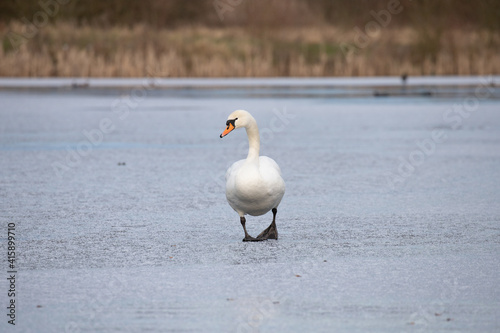 swans on ice