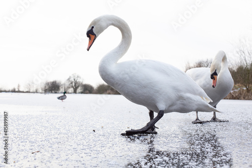swan on ice
