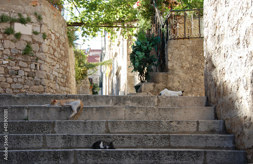 Cats lying on steps, Dubrovnik Old Town, Croatia