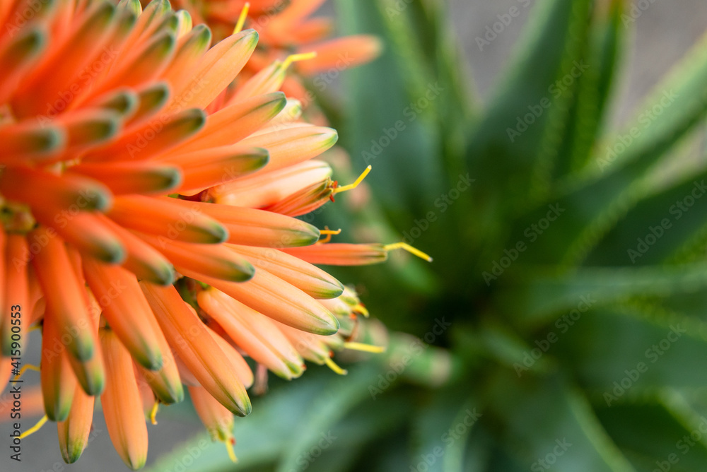 aloe arborescens with the typical orange flowers. Succulent plant with many healing properties.