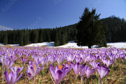 Fototapeta Naklejka Na Ścianę i Meble -  Crocuses in Chocholowska Valley, Tatra Mountains, Poland

