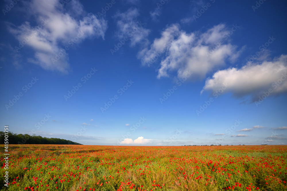 Summer, spring meadow, field of flowers, against a blue sky with white clouds